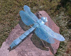 Dragonfly on Rock